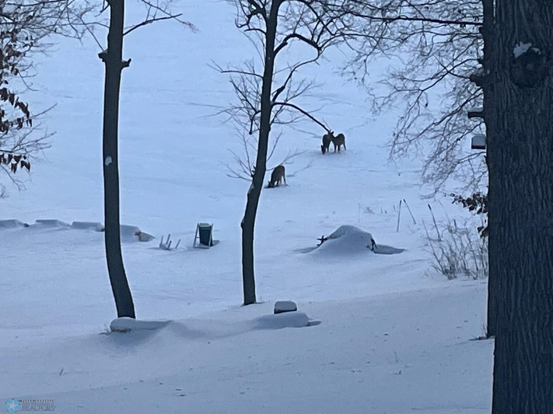winter deer 2.jpg