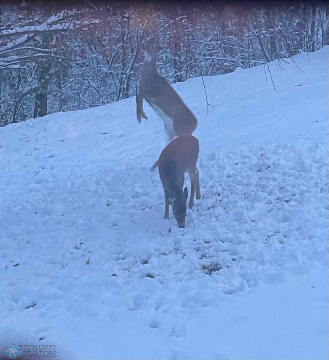 winter deer.jpg