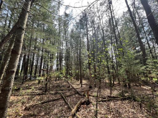 Photo for 325 W Harrison Avenue, Grantsburg, WI 54840 - Listing #6368472 325 W Harrison Avenue, Grantsburg, WI 54840