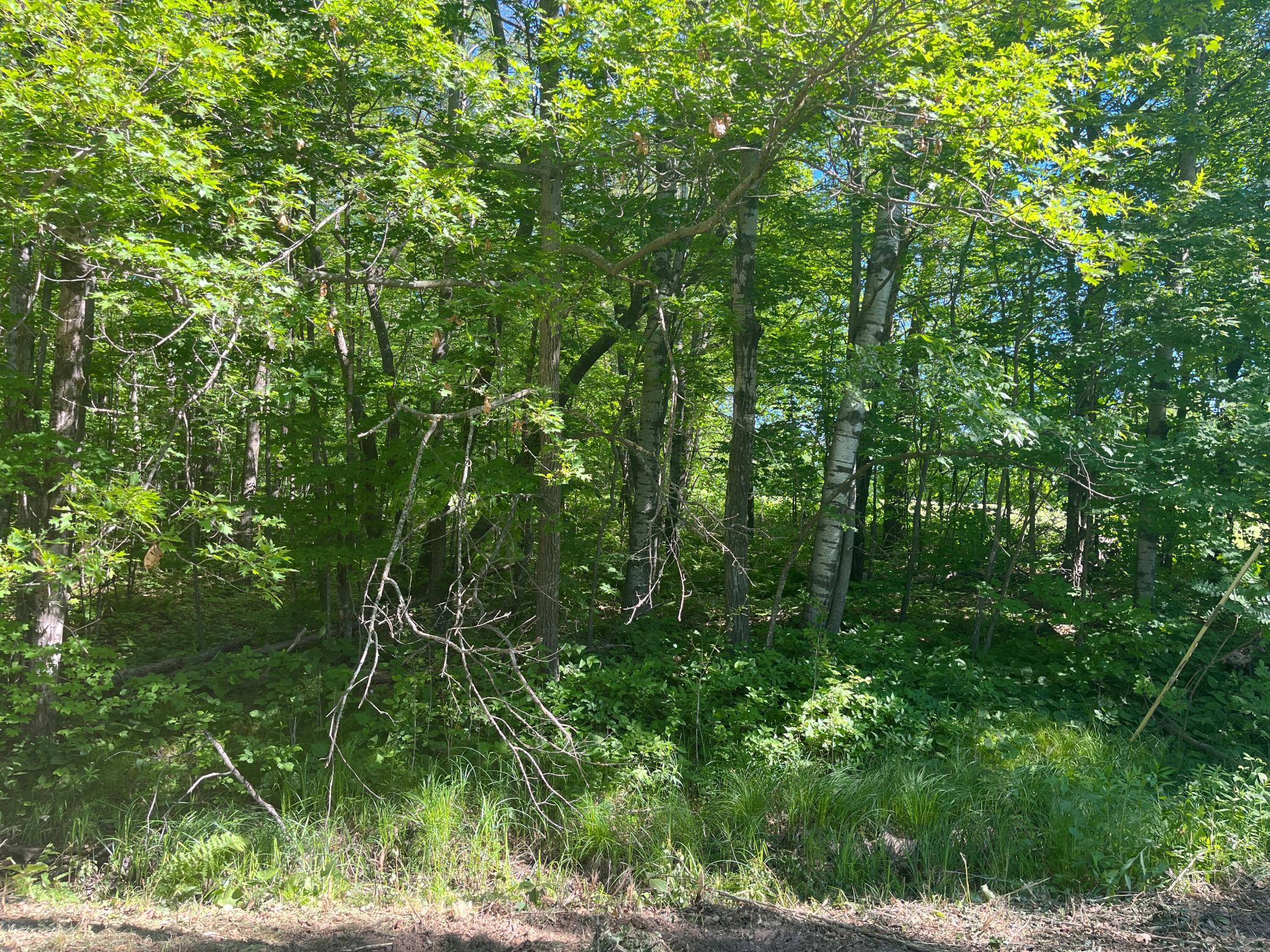 Lots have a mixture of mature trees and low shrubs.