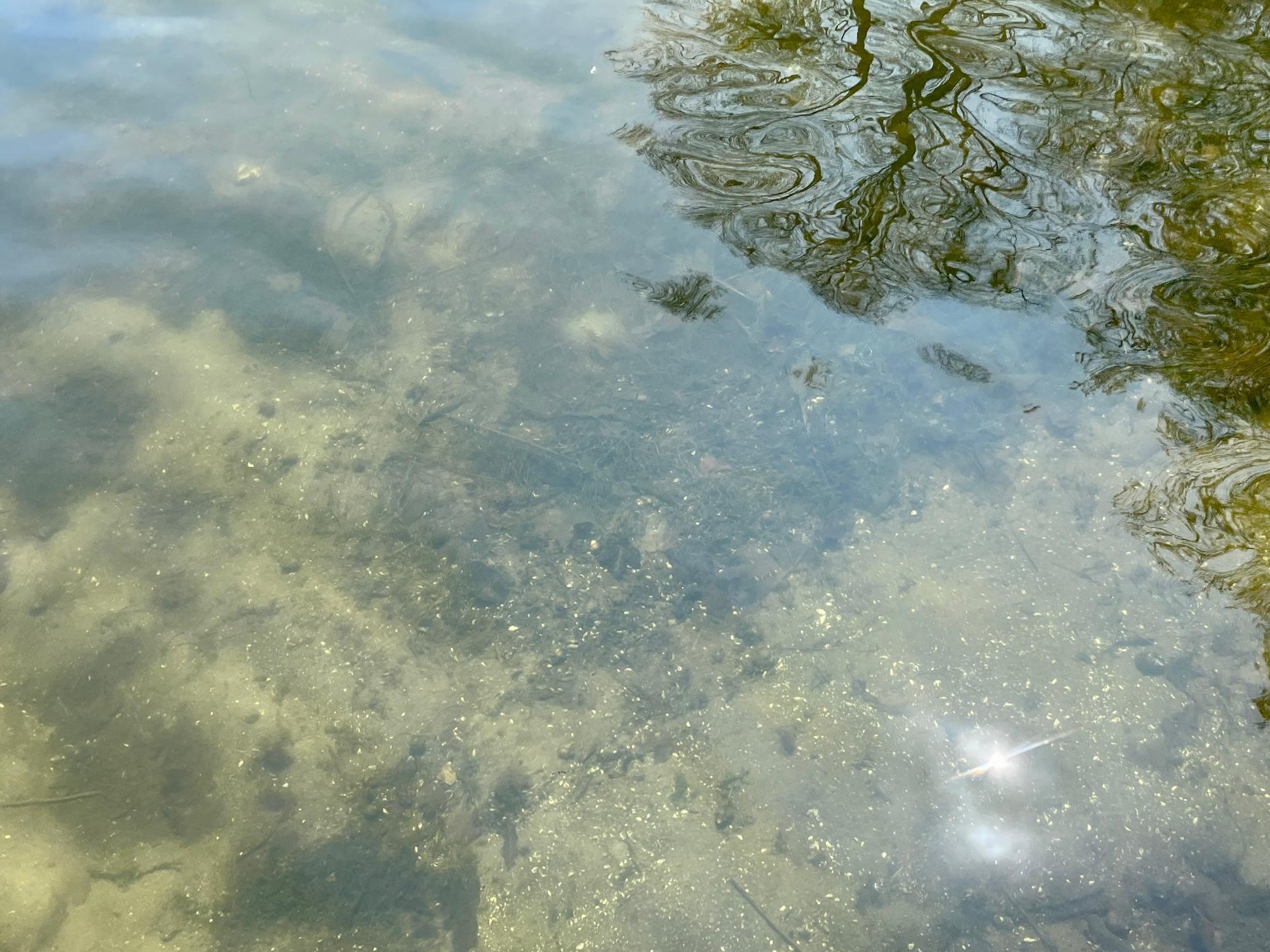2-Lake bottom.jpg