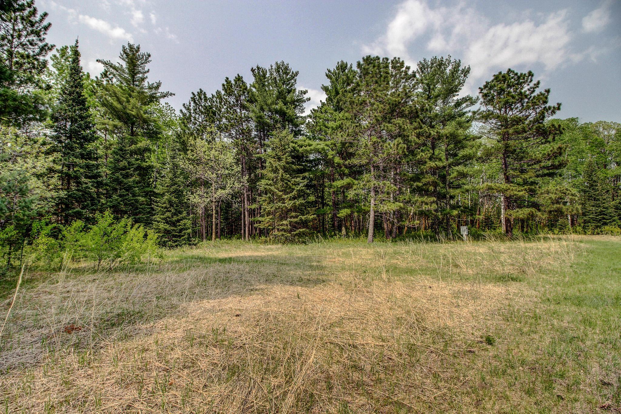 Forest Trails.jpg