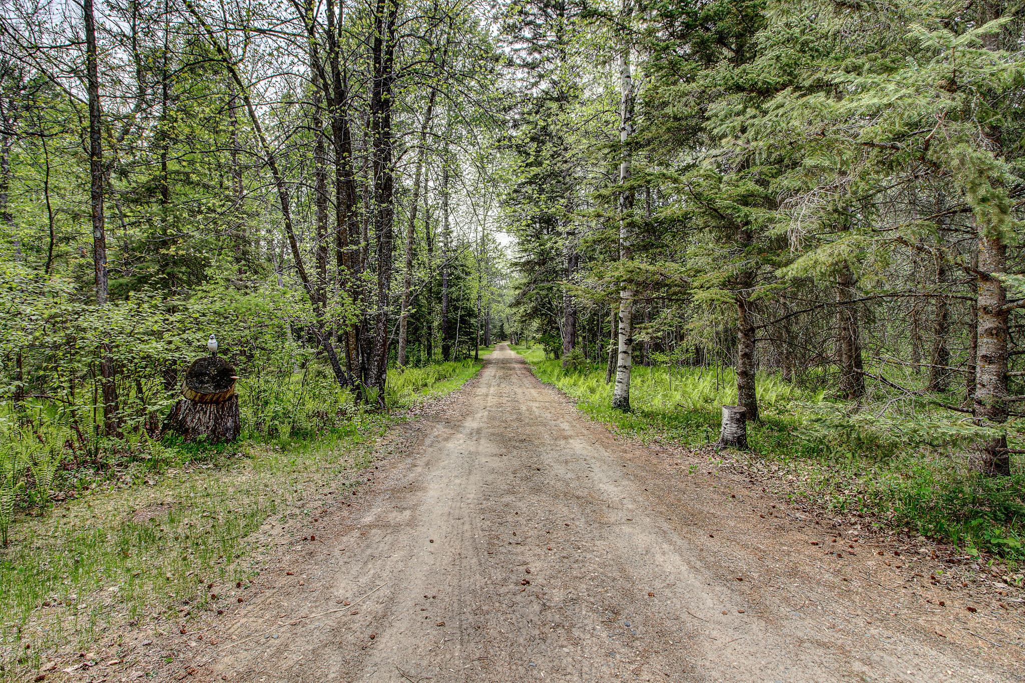 The Forest Lane.jpg