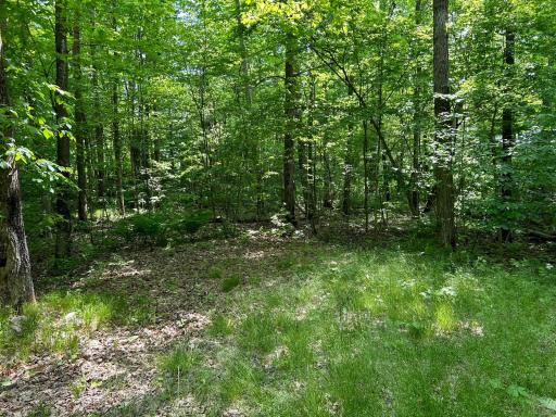 Flat building site set in the trees