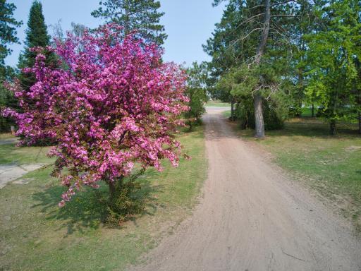 FLOWERING TREE BY DRIVEWAY