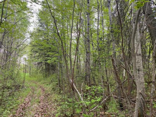 Photo for TBD Town Rd. 68, Gheen, MN 55771 - Listing #6377184 TBD Town Rd. 68, Gheen, MN 55771