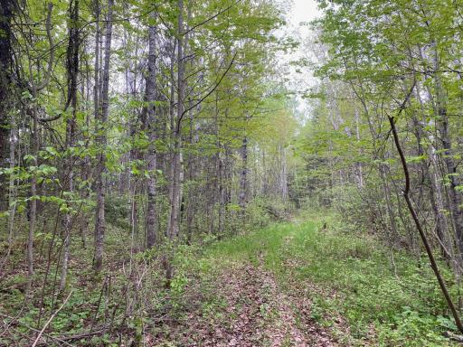 Photo for TBD Town Rd. 68, Gheen, MN 55771 - Listing #6377184 TBD Town Rd. 68, Gheen, MN 55771
