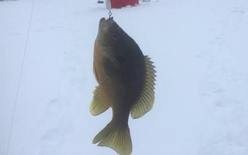 Big Sunfish