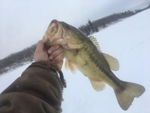 Large Bass