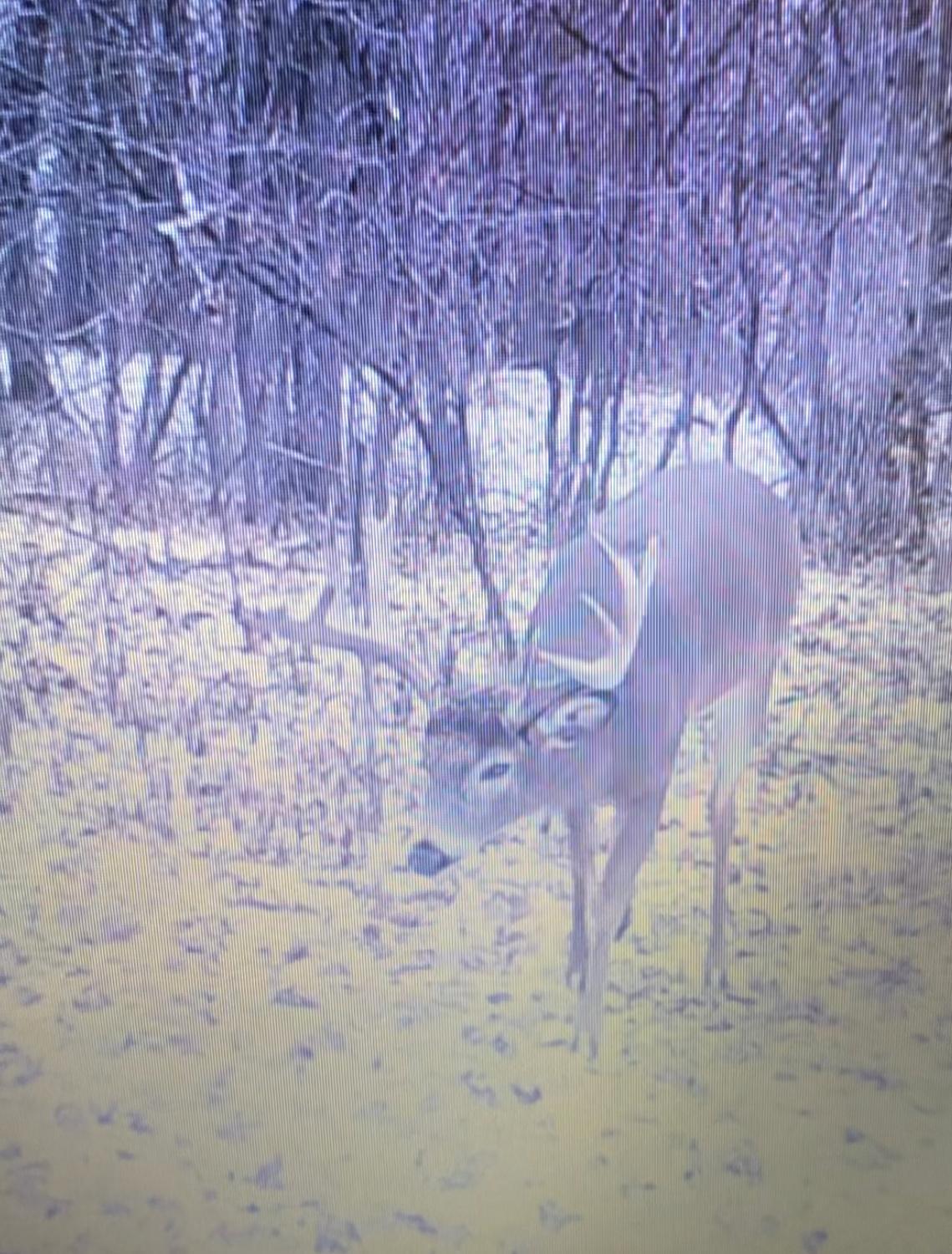 Image[9] (1).jpeg