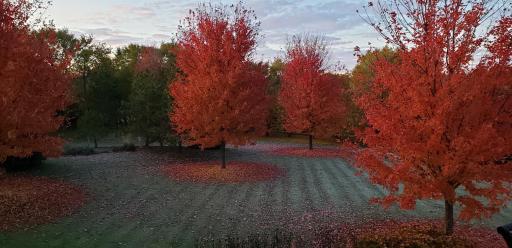 The trees in the backyard in change of the seasons are stunning!