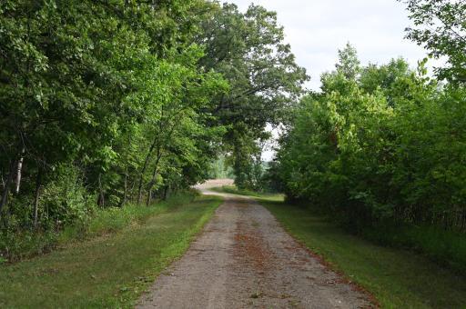 Beautiful treed driveway
