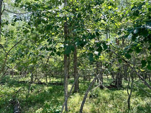 Lot 9 Explorer Circle, Park Rapids, MN 56470