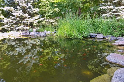 Deep end of swimming pond with diving rock that sticks out into the water