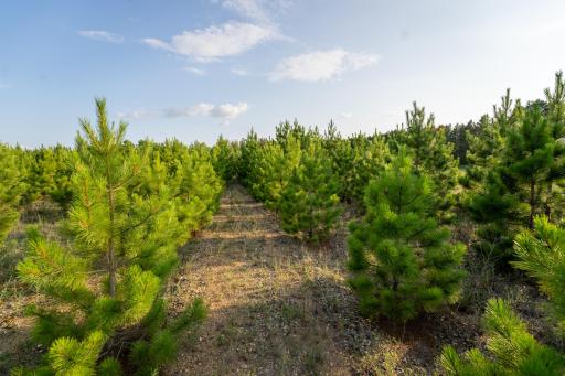 28465 County 89, Park Rapids, MN 56470