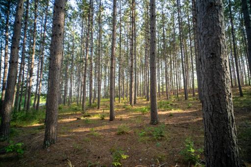 28465 County 89, Park Rapids, MN 56470