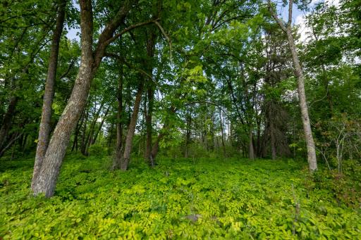 28465 County 89, Park Rapids, MN 56470