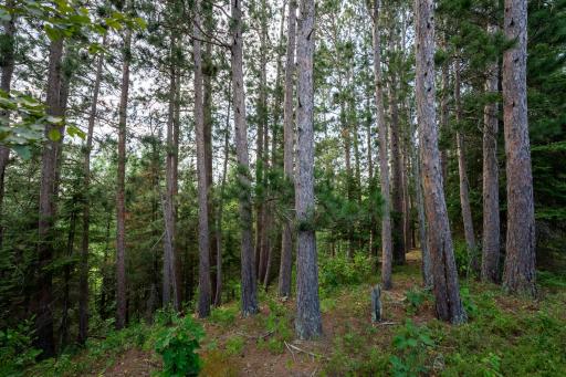 28465 County 89, Park Rapids, MN 56470