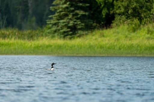 28465 County 89, Park Rapids, MN 56470