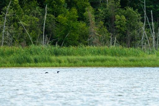 28465 County 89, Park Rapids, MN 56470