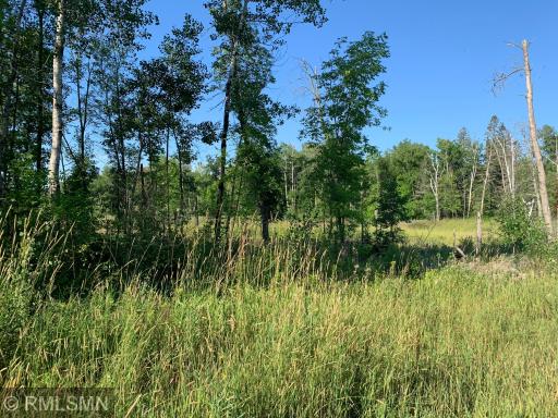 A road view of an old beaver pond.