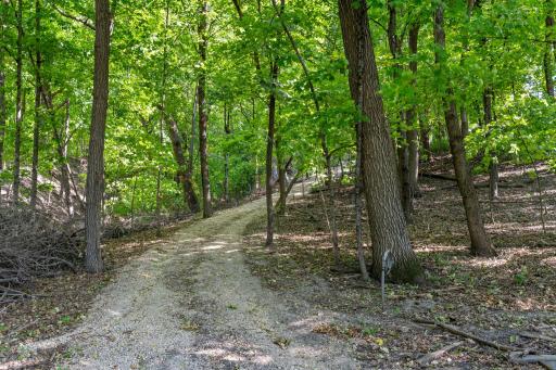 Cart path to the lake