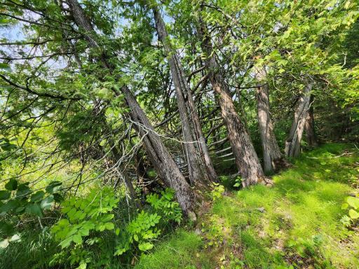 Cedars are water's edge