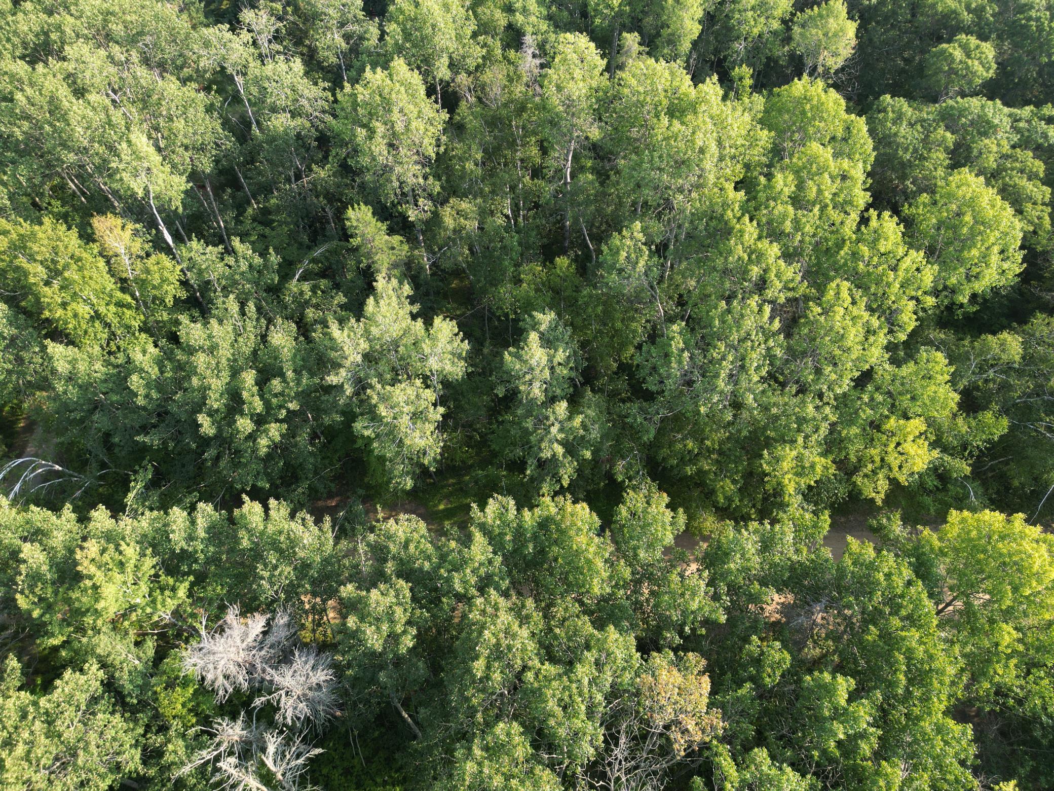 xxx Maya Circle, Breezy Point, MN 56472