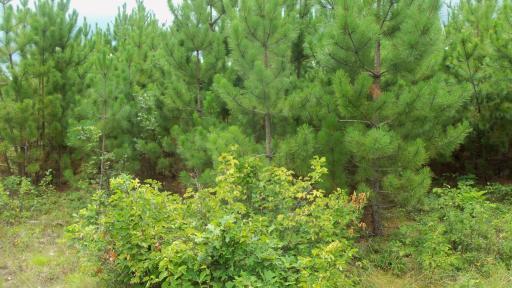 Lot 2 Nancy Lake Rd, Minong, WI 54859