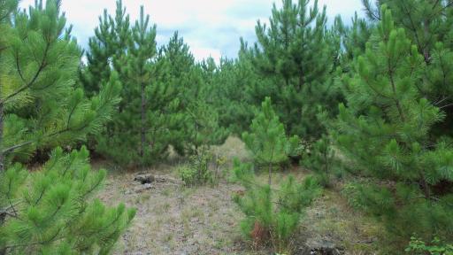 Lot 2 Nancy Lake Rd, Minong, WI 54859