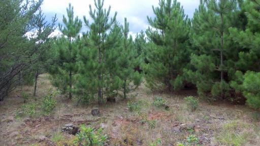 Lot 2 Nancy Lake Rd, Minong, WI 54859