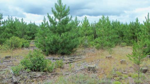 Lot 2 Nancy Lake Rd, Minong, WI 54859