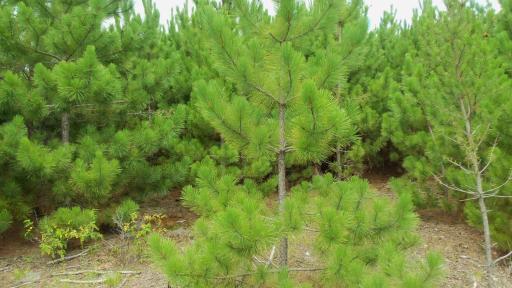 Lot 2 Nancy Lake Rd, Minong, WI 54859