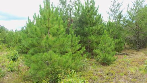 Lot 2 Nancy Lake Rd, Minong, WI 54859