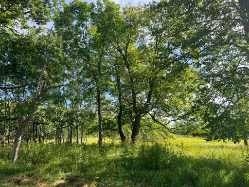 Oak and Maple shade trees