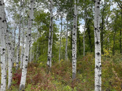 Photo for XXX 410th St NE, Middle River, MN 56737 - Listing #6424527 XXX 410th St NE, Middle River, MN 56737