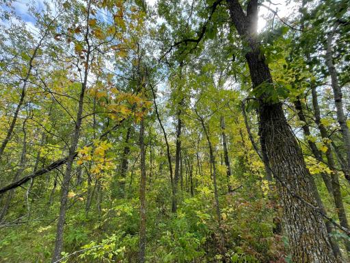 Photo for XXX 410th St NE, Middle River, MN 56737 - Listing #6424527 XXX 410th St NE, Middle River, MN 56737
