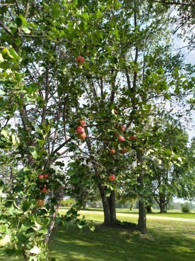 14400 625th Avenue, Eagle Bend, MN 56446