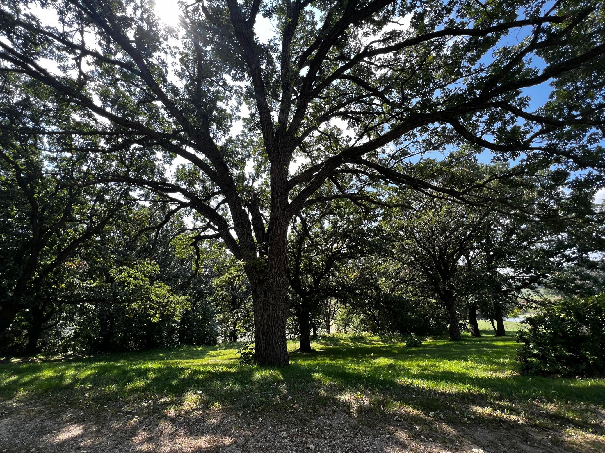 Tall trees