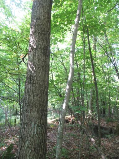 0000 Ole Lake Road, Cable, WI 54821
