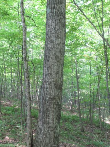 0000 Ole Lake Road, Cable, WI 54821