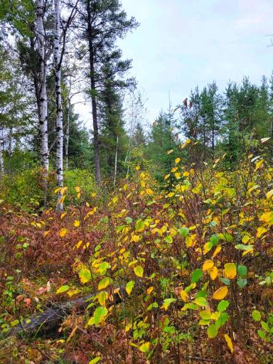 Photo for 4192 Santa Ana Road SW, Williams, MN 56686 - Listing #6435693 4192 Santa Ana Road SW, Williams, MN 56686