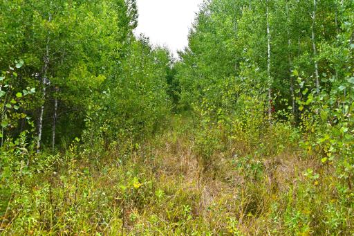 xxx Oriole Court, Browerville, MN 56438