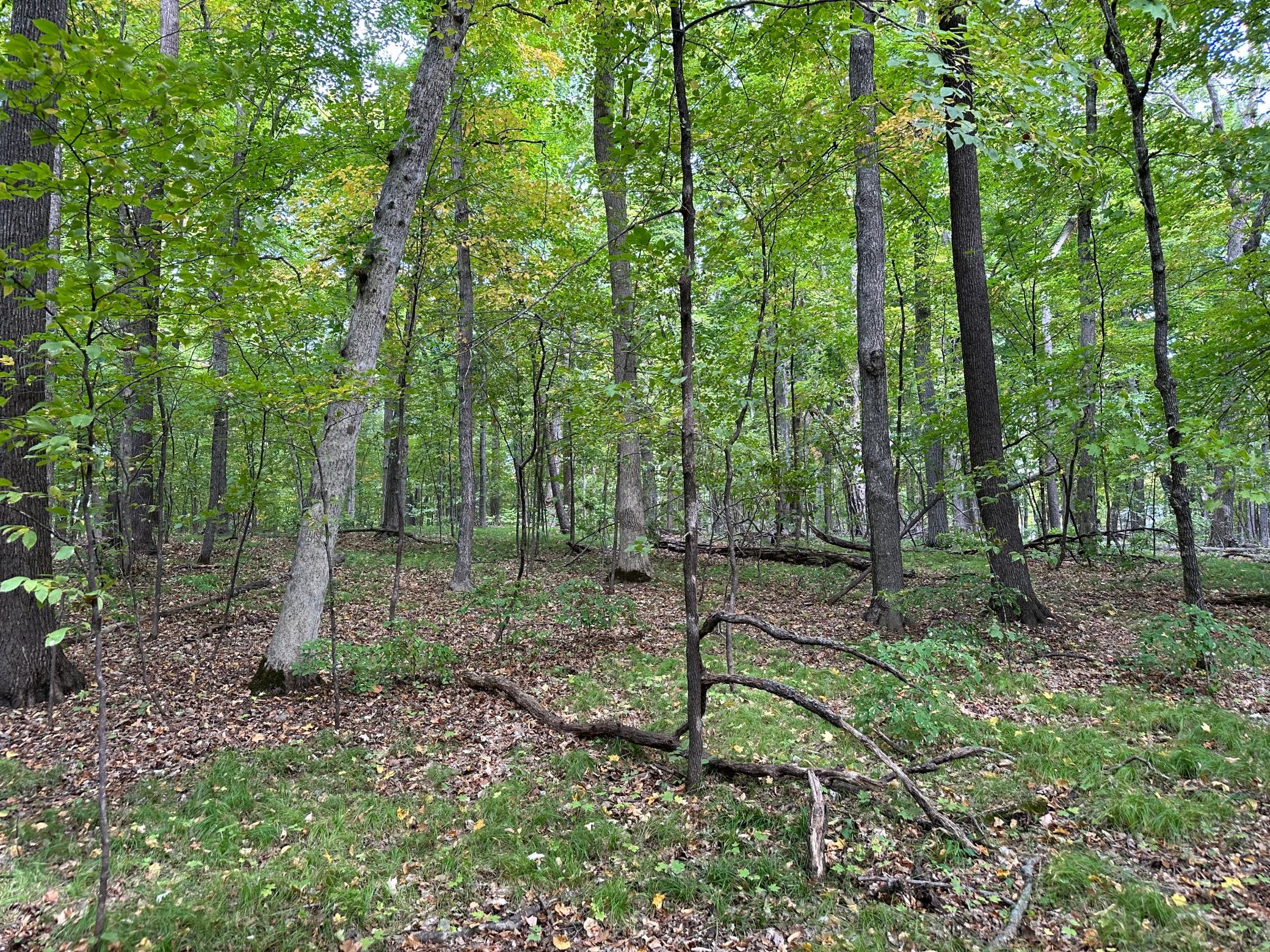 Woods