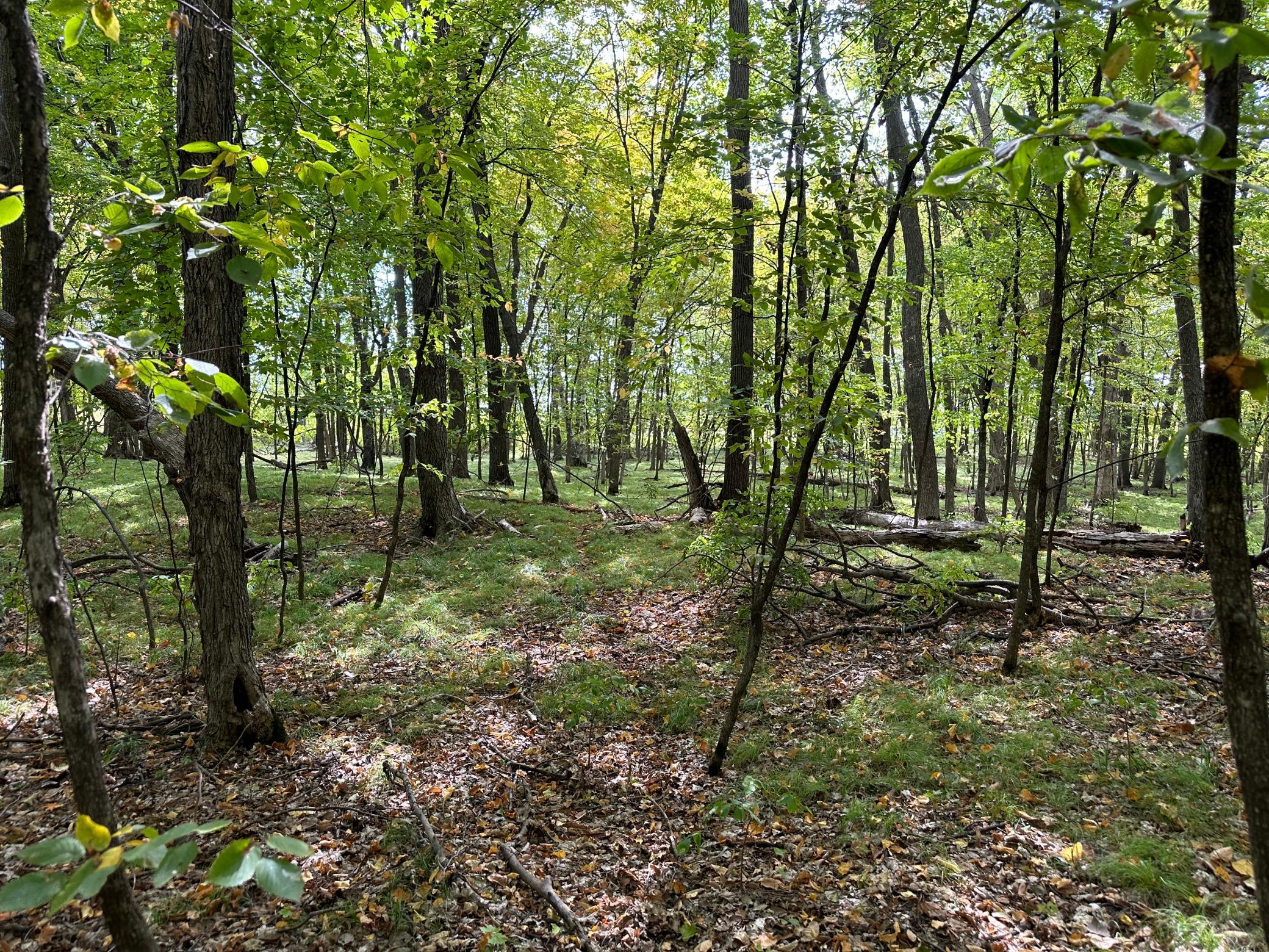 Woods