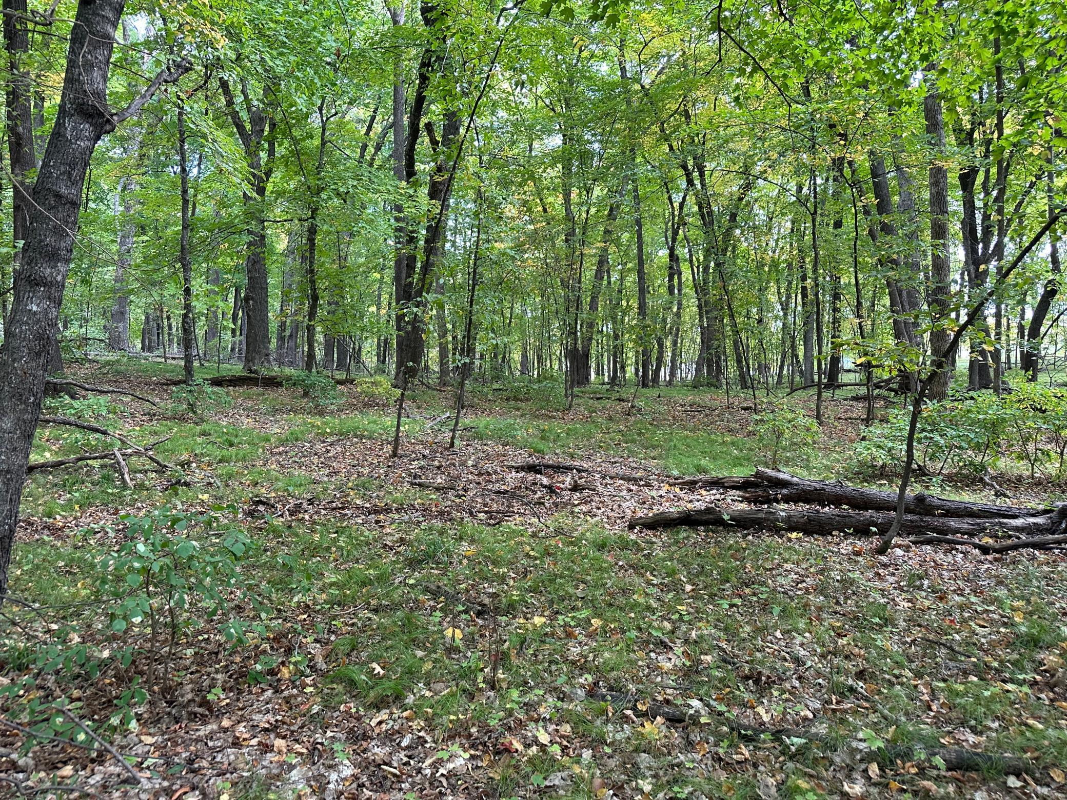 Woods