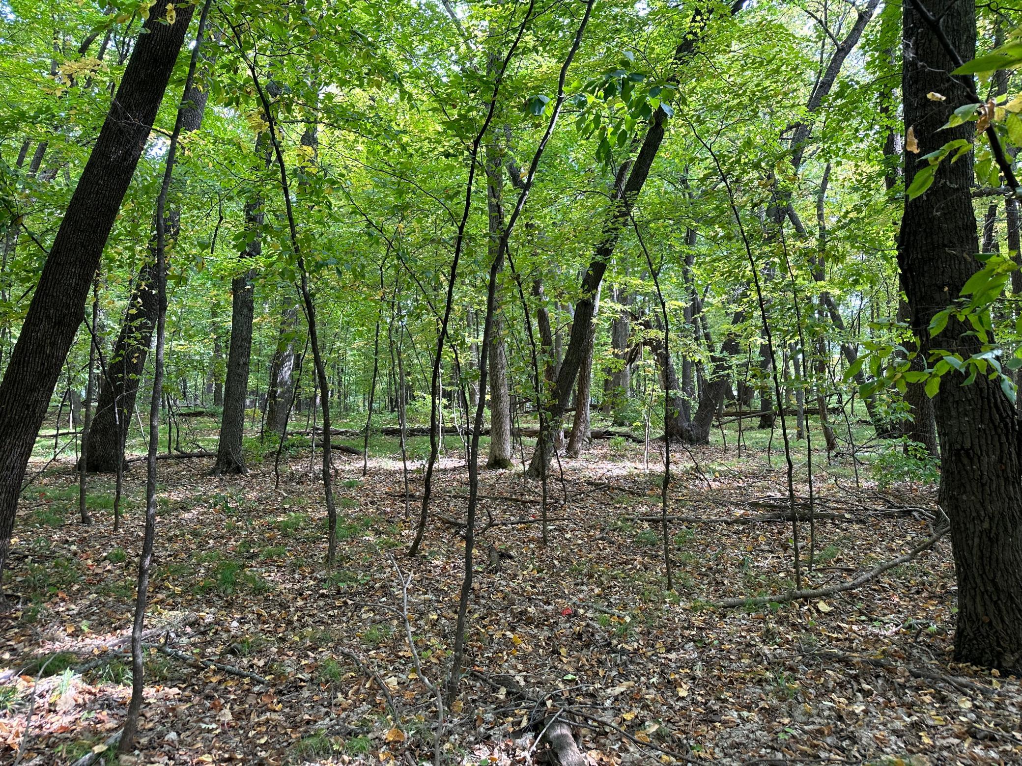 Woods