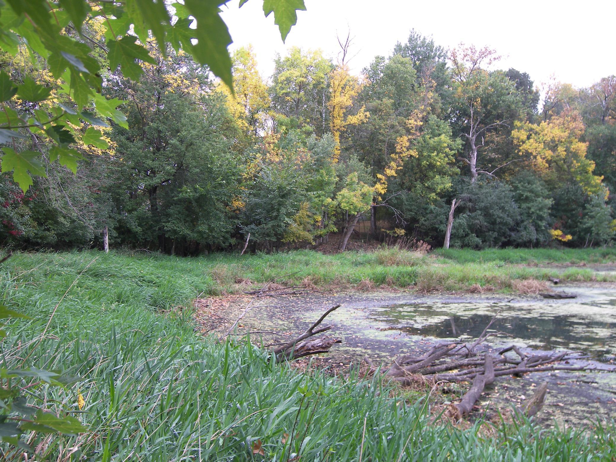 The pond view from the walkway