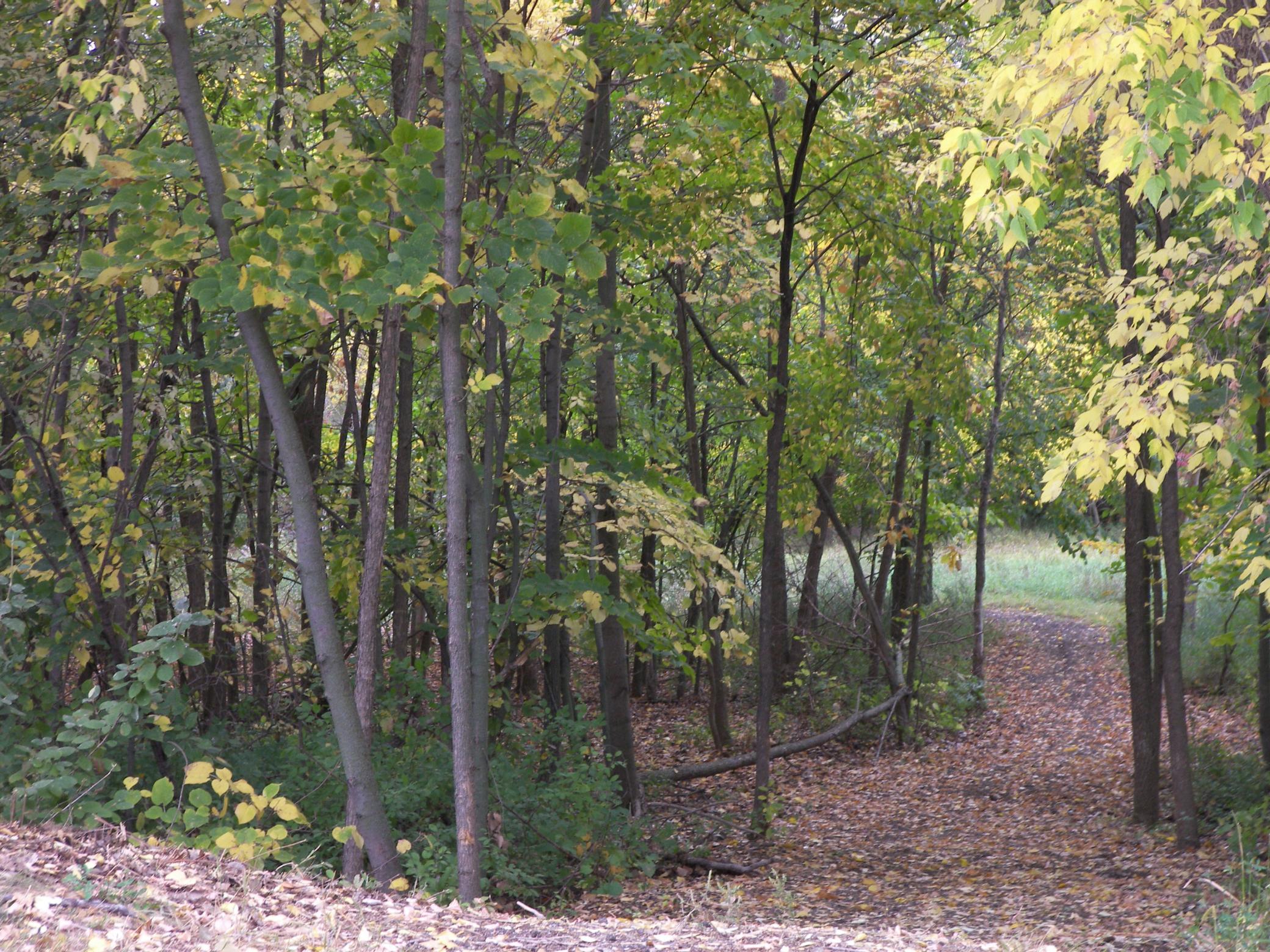 Pathway to city walkway