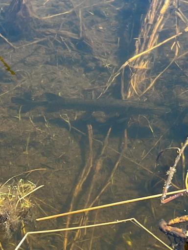 Abundance of Northern Pike and Large Mouth Bass